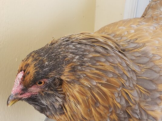 Fungus on comb | BackYard Chickens - Learn How to Raise Chickens