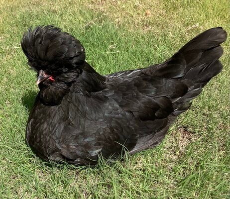 Crested Chicken Breeds Guide