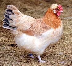 Crested Chicken Breeds Guide  BackYard Chickens - Learn How to Raise  Chickens