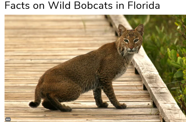 Screenshot 2021-12-22 at 03-44-42 Facts on Wild Bobcats in Florida.png