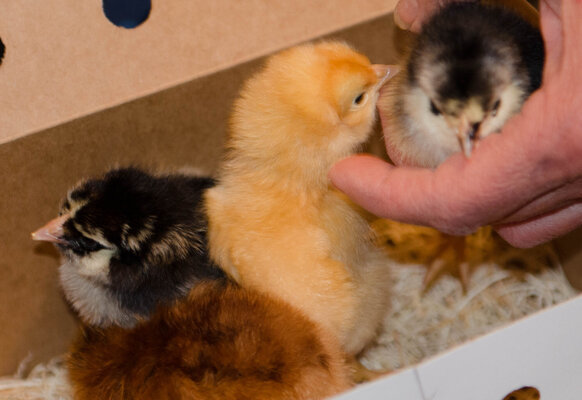 first chicks in box (3 of 1).jpg