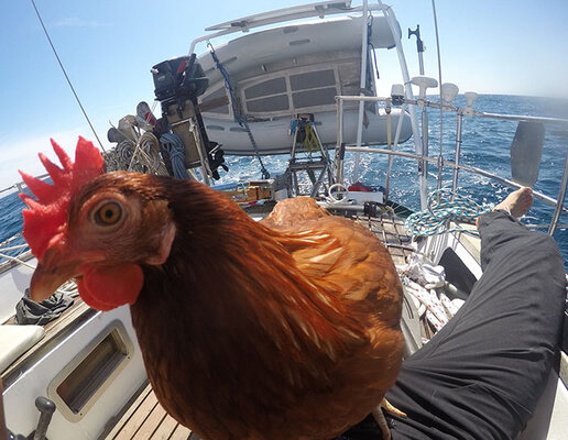 sailing-chicken-guy-monique-guirec-soudeel-21.jpg