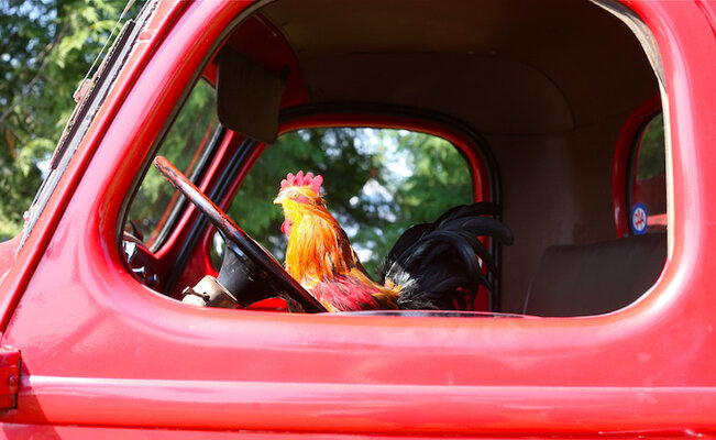 chicken-truck1.jpg