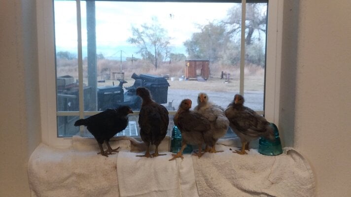 chicks looking outside from garage.jpg