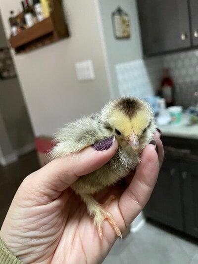 Baby Chicks: Light Brahma - My Pet Chicken