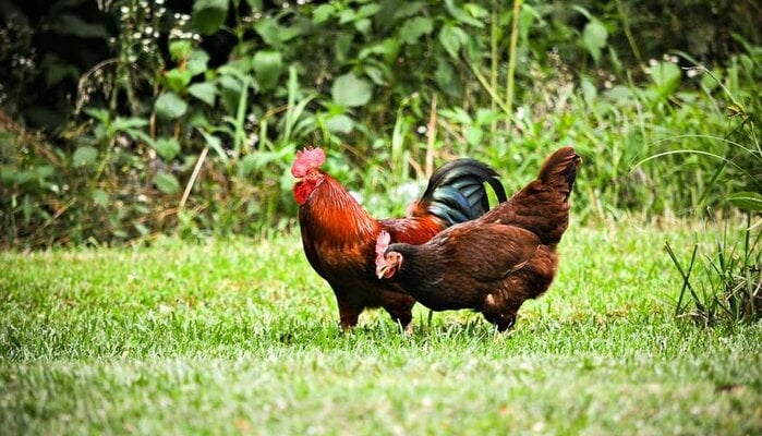 Can Chickens Eat Grass?