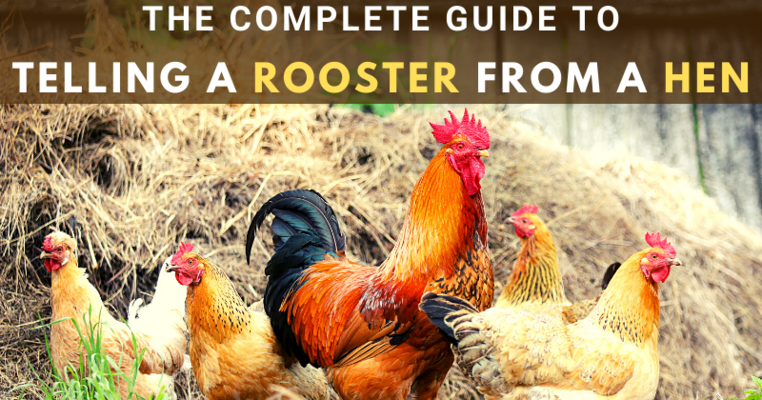 The Complete Guide to Telling a Rooster from a Hen