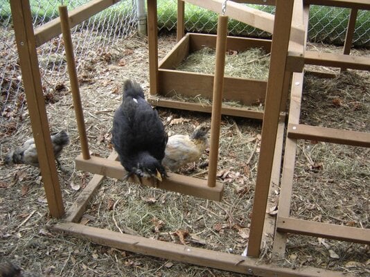 Attachments In Thread Show Me Your Chicken Toys Backyard Chickens