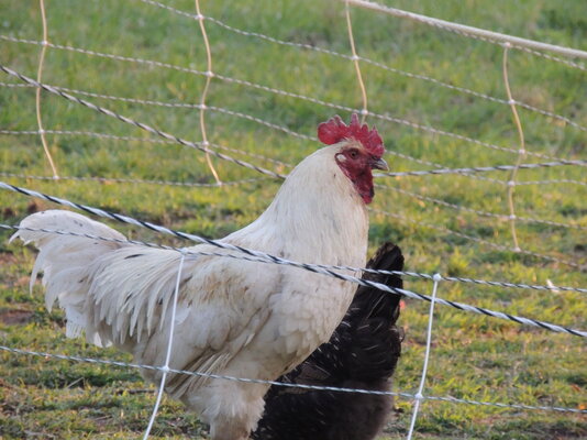 rooster pic 5.JPG