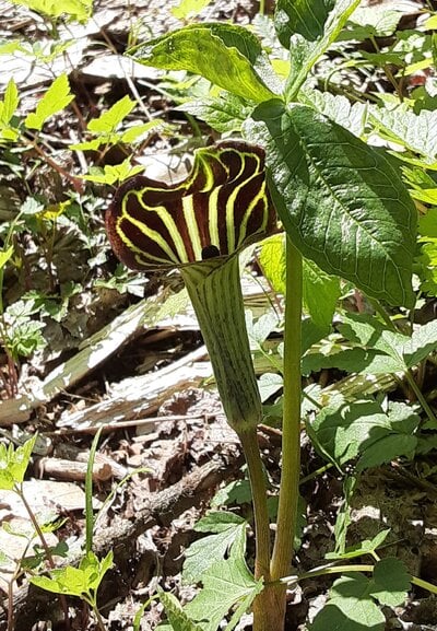 Jack in the Pulpit.jpg