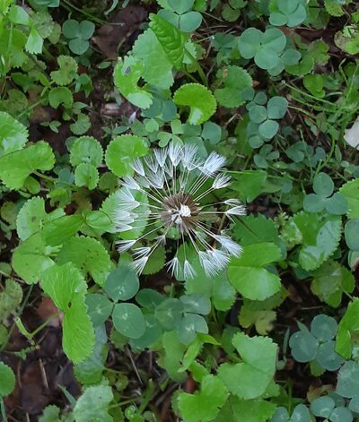 Dandelion seed.jpg