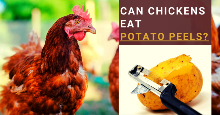 Can Chickens Eat Potato Peels? | BackYard Chickens - Learn How to 