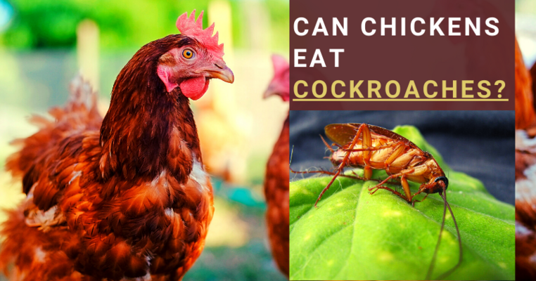 Can Chickens Eat Cockroaches?