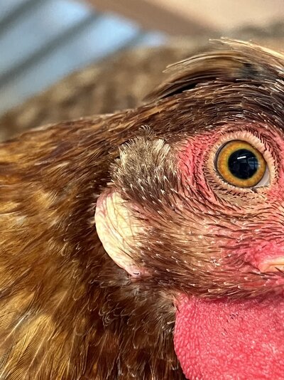 Attachments In Thread White Spots On Earlobes BackYard Chickens 