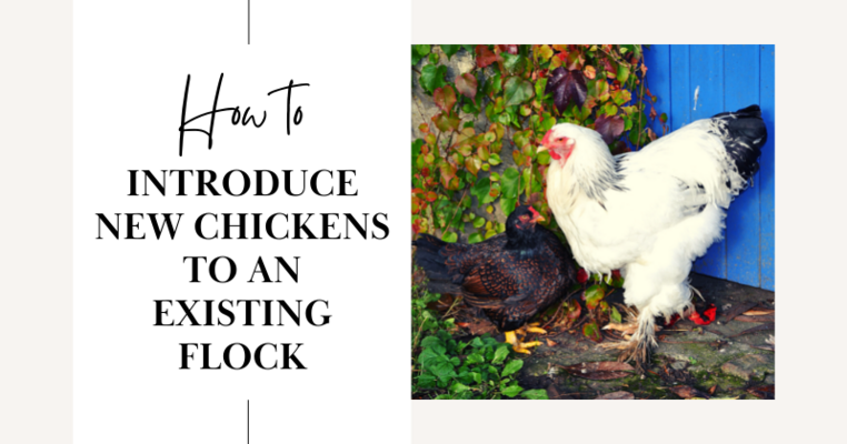 How To Introduce New Chickens to an Existing Flock