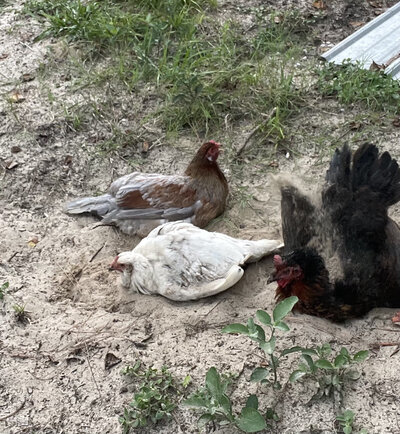 Whiting True Blue x Blue Splash Marans Chick Coloring | BackYard ...