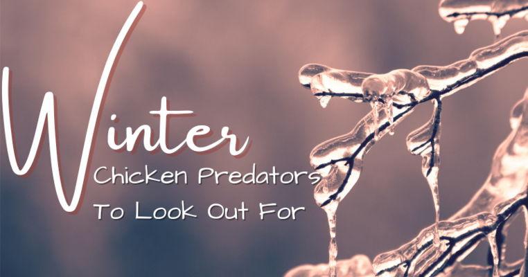 Winter Chicken Predators To Look Out For