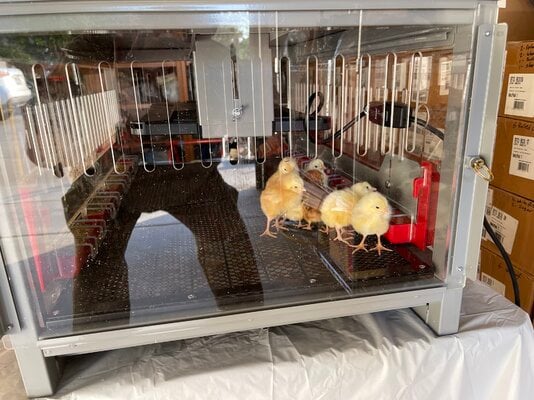 2022-04-23 Seven new chicks from Tractor Supply in the brooder.jpg