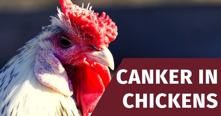 canker in chickens.jpg