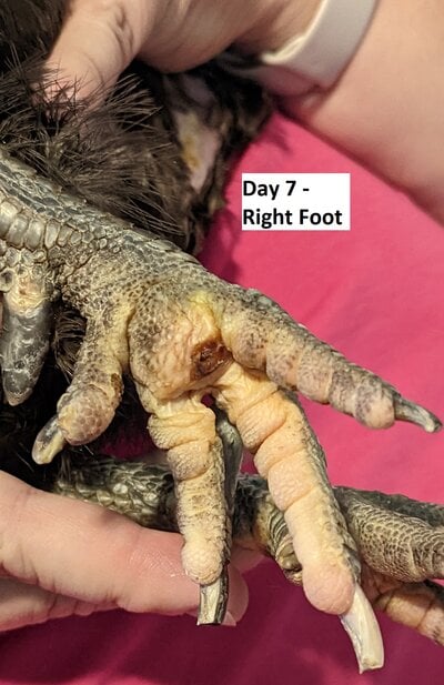 Day7-rightfoot.jpg