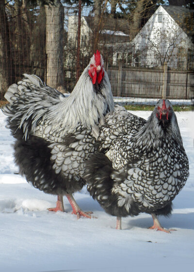 laced orps in snow.jpg