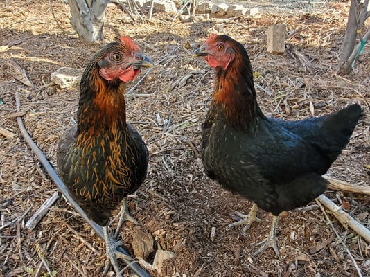 The Production And Longevity Of Black Sex Links Backyard Chickens Learn How To Raise Chickens 8866