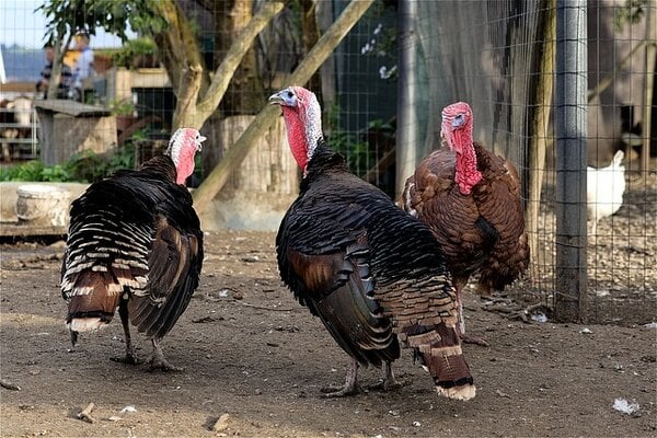 The Many Benefits of Raising Backyard Turkeys