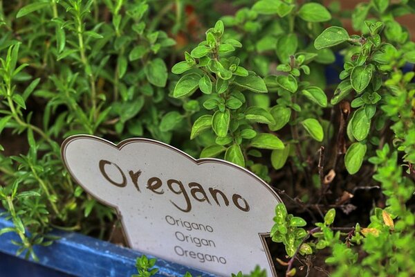 oregano-gb023203c6_640.jpg