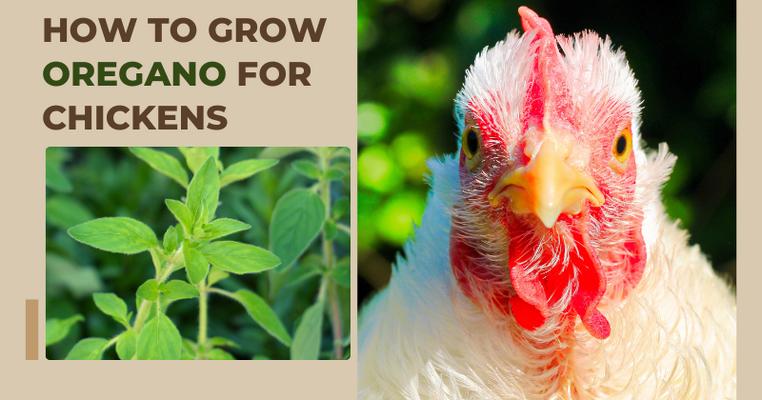 How to Grow Oregano for Chickens.png