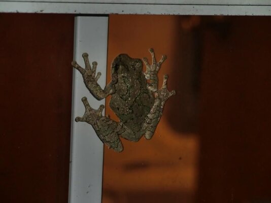A Tree Frog sticking to my window_.jpeg