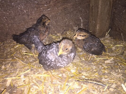 2 week old chicks 2.jpg