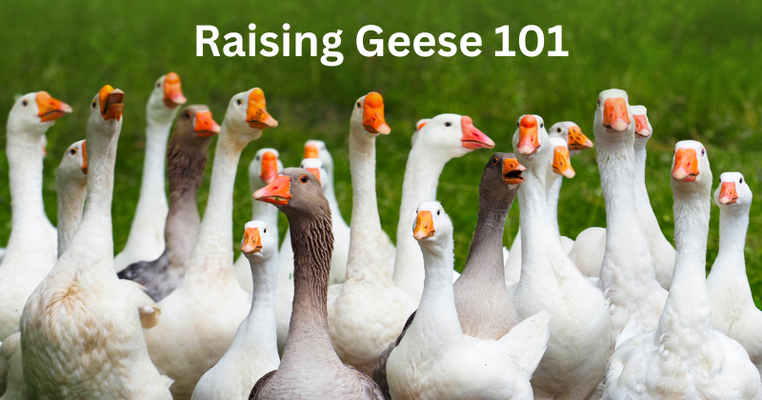 Raising Geese 101
