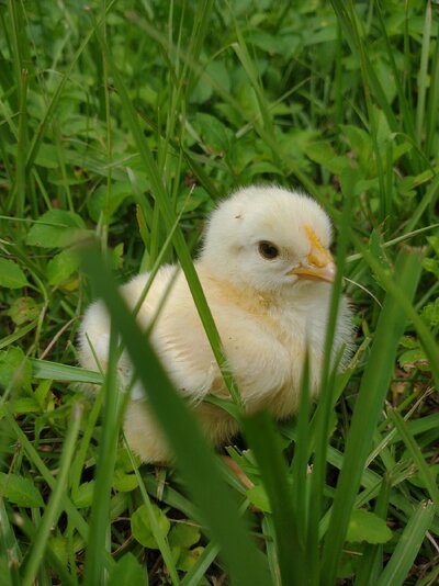 chick-in-grass.jpg