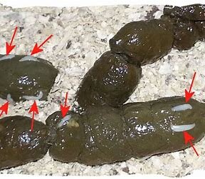 OIP (2)cat tapeworm segment.jpg