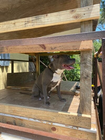 view fron tongue of framing with Rowdy in the coop enjoying th shade.jpeg
