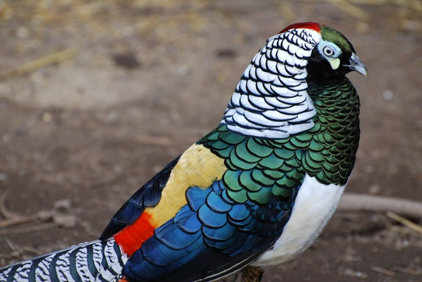 Lady Amherst's pheasant facts & breeding