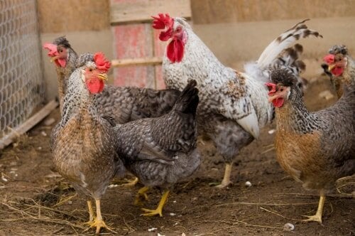 Crested Cream legbar breed overview