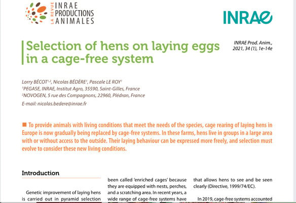INRAE Selection of hens 1.jpg