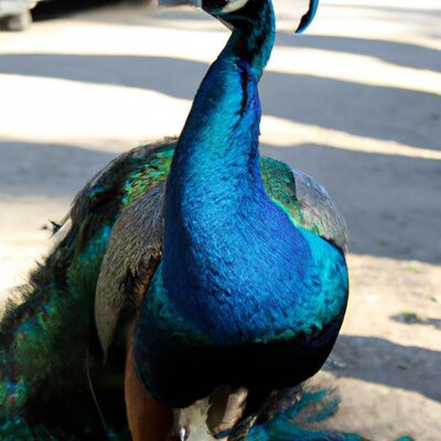 A peacock at the state fair (3).jpg