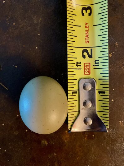 tiny egg.jpeg