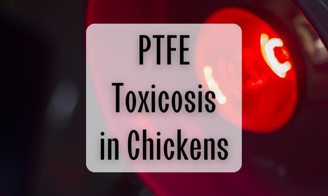 PTFE Toxicosis (Teflon Poisoning) in Chickens