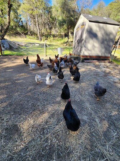 chickens take me to the snack shed.jpg