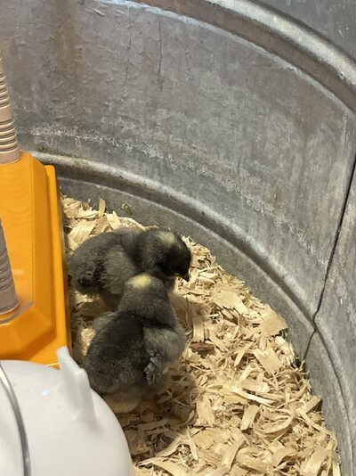 new chicks.jpg