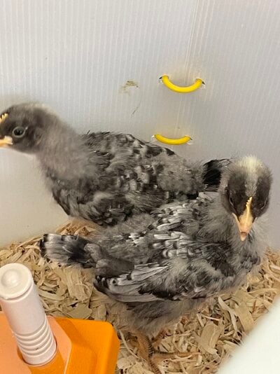 2 week old chicks.jpg