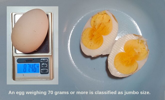 double yolk jumbo egg IMG20240112103358.jpg