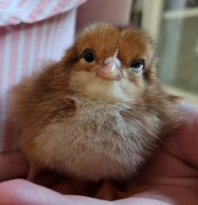 Chick1c.jpg