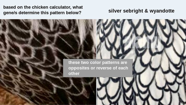 black feather silver white edge lining lace.jpg
