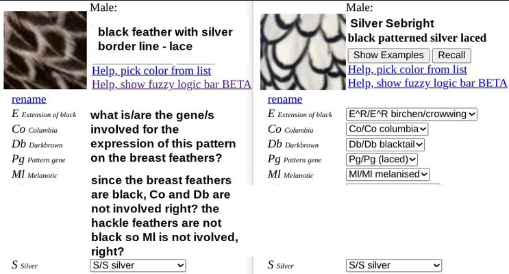 silver laced chicken calculator .jpg