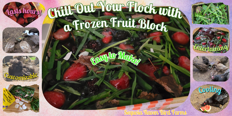 Keeping your Flock COOL with Healthy FRUIT Popsicle BLOCKS
