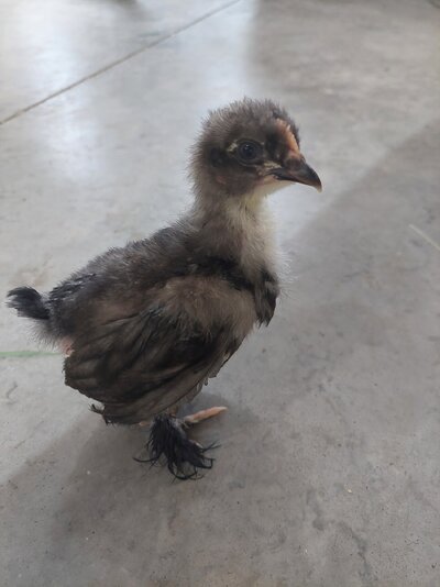 Sexing bantam cochins | BackYard Chickens - Learn How to Raise Chickens